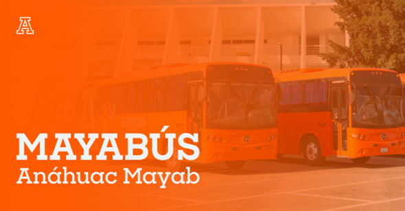 Mayabús: cuando la colaboración estratégica vale más que la facturación inmediata